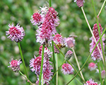 Sanguisorba officinalis pinktanna