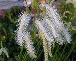 Sanguisorba tenuifolia alba