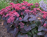 Sedum joseaubergine