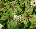 Tiarella springsymphony