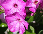 Phlox pan adessacompactpurple