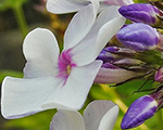 Phlox pan bluedrops