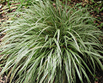 Carex silversceptre