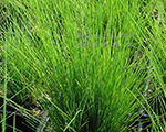 Festuca amethystina greenwave