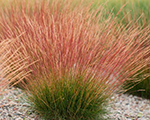 Festuca glauca sunrise