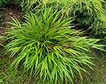 Hakonechloa macra beni kaze