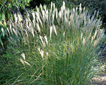 Miscanthus transmorrisonensis