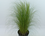 Stipa tenussima ponytails