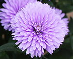 Aster novi belgii mysteryladyandrea