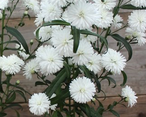 Ziemastere Jaunbeļģijas 'Mystery Lady Ashley'