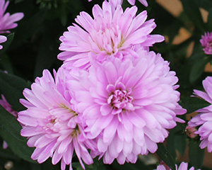 Ziemastere Jaunbeļģijas 'Mystery Lady Debra'