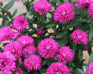 Ziemastere Jaunbeļģijas 'Mystery Lady Sasha'