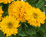 Heliopsis soledoppio