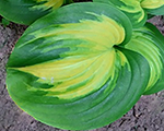 Hosta cathedralwindows