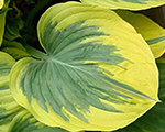 Hosta cliffordsforestfire