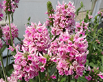 Stachys officinalis  pinkcottoncandy