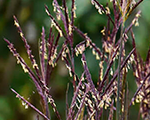 Andropogon gerardii blackhawks