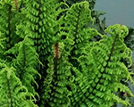 Dryopteris affinis crispacongesta