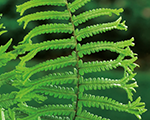 Dryopteris affinis cristatatheking