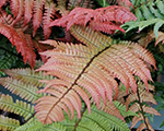 Dryopteris lepidopoda