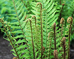 Dryopteris wallichiana