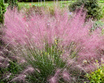 Muhlenbergia  ruby