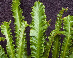 Aļņpaparde parastā 'Angustifolia'