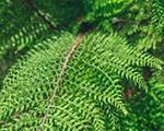 Polystichum setiferum congestum