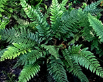 Polystichum shinyhollyfern