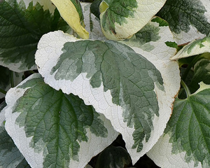 Brunnera liellapu 'Variegata'