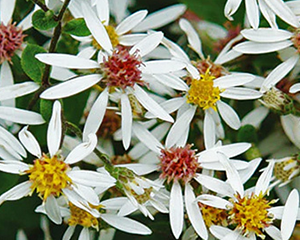 Ziemastere izplestā 'Eastern Star'