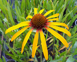 Ehinācija dzeltenā