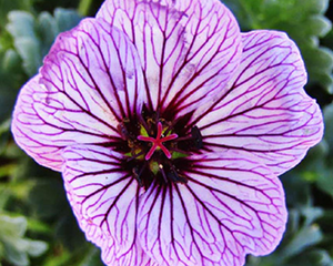 Gandrene pelēkā 'Ballerina'