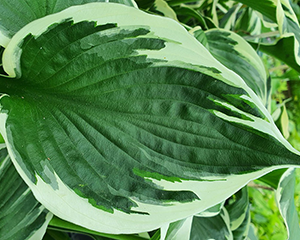 Hosta 'Minuteman'