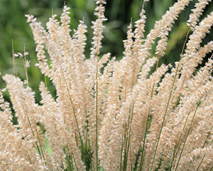 Pumpursmilga skropstainā