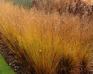 Molīnija zilganā 'Dauerstrahl'