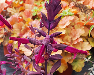 Salvija hibrīdā 'Love and Wishes'