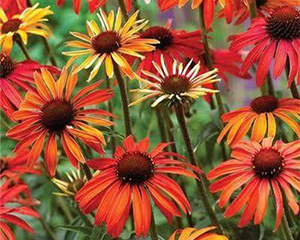 Ehinācija 'Hot Summer' Imp.