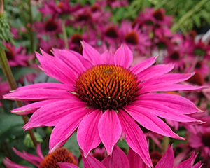 Ehinācija 'JS Roho'