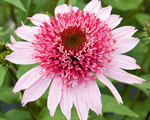 Ehinācija 'Papallo Semi Double Pink'