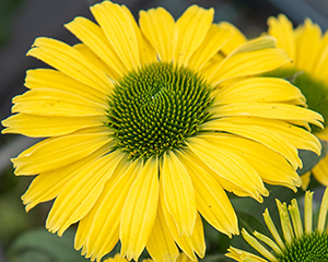 Ehinācija 'Pearl Yellow' Imp.