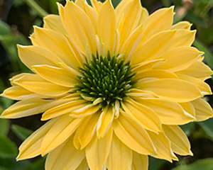 Ehinācija 'SunSeekers Limoncello'