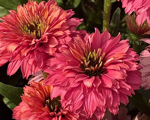 Ehinācija 'SunSeekers Pink Grapefruit'