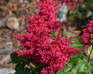 Astilbe 'Heavy Metal'
