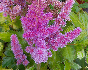 Astilbe 'Vanessa'