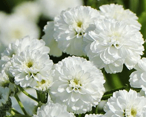 Pelašķis šķavu 'Diadem'