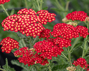 Pelašķis 'Sassy Summer Sangria'