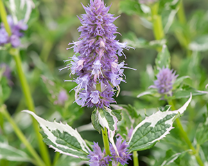 Agastahe 'Crazy Fortune'