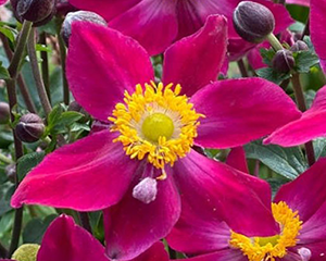 Anemone 'Fantasy Ariel'