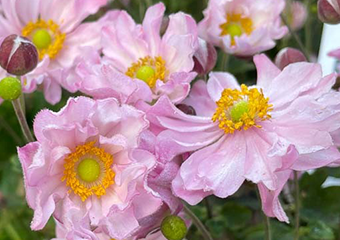 Anemone 'Fantasy Pocahontas'